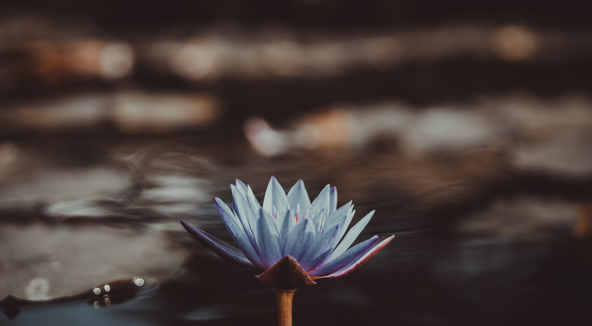 Blue lotus with smoke in background